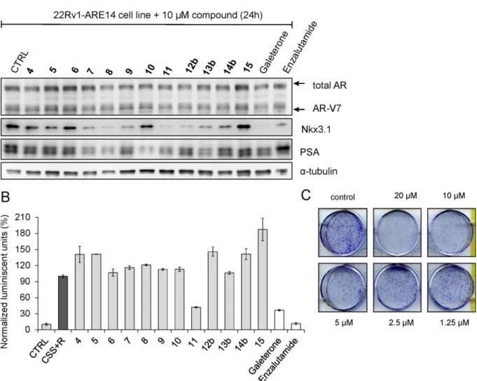 Figure 2. The influence of steroids derivatives on the AR-mediated transcription in the 22Rv1- 22Rv1-ARE14 reporter cell line