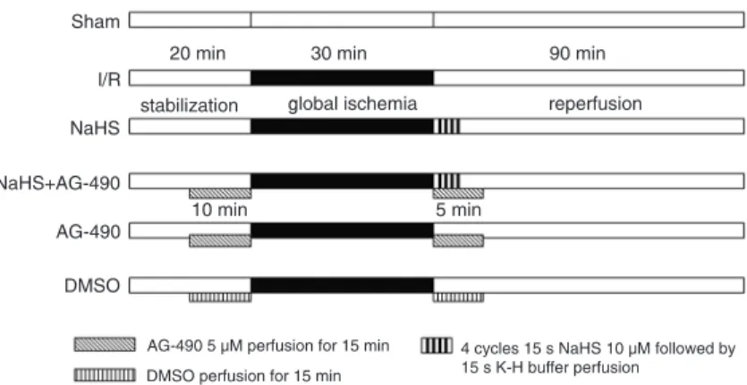 Figure 1. Schematic diagram depicting the experimental protocol (N = 14). Sham 