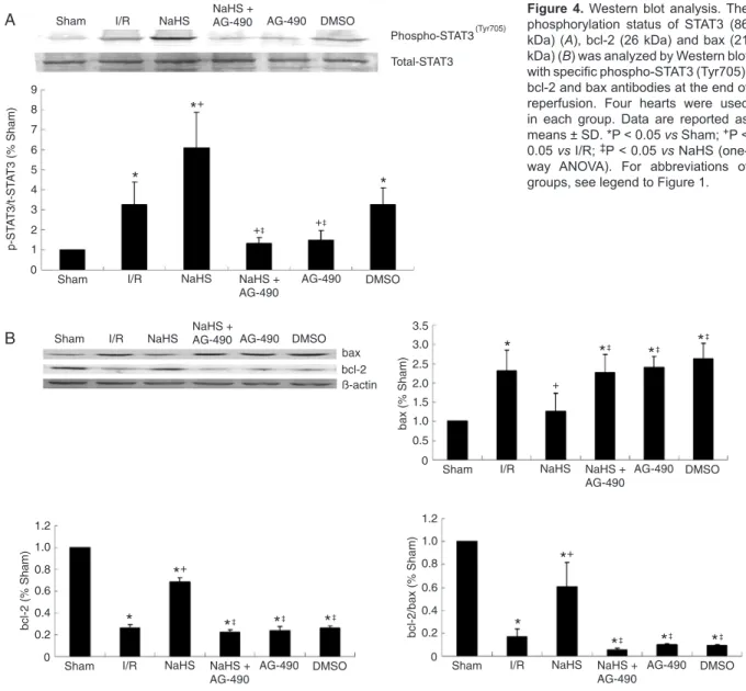 Figure  4. Western blot analysis. The  phosphorylation  status  of  STAT3  (86  kDa) (A), bcl-2 (26 kDa) and bax (21  kDa) ( B ) was analyzed by Western blot  with specific phospho-STAT3 (Tyr705),  bcl-2 and bax antibodies at the end of  reperfusion
