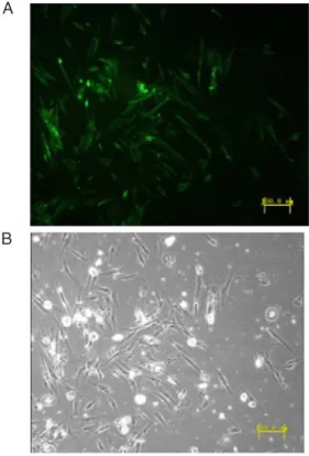 Figure  2.  A,  The  successfully  infected  stromal  cells  emitted  green fluorescence under a fluorescence microscope