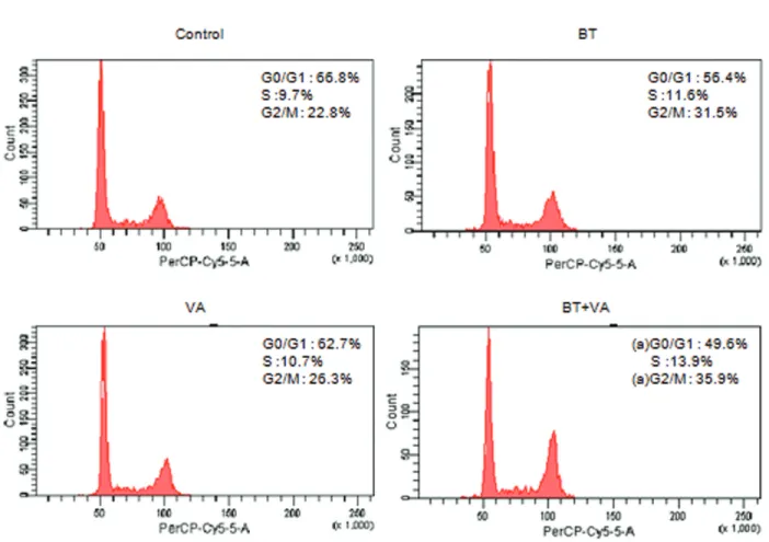 Figure 2 illustrates the cell cycle profile of MCF-7 cells  treated with 1 mM BT and/or 10 µM VA for 48 h