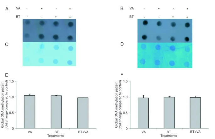Figure 6 provides  RARβ  expression data for MCF-7  cells treated for 96 and 120  h with 1 mM BT and/or 10  µM VA