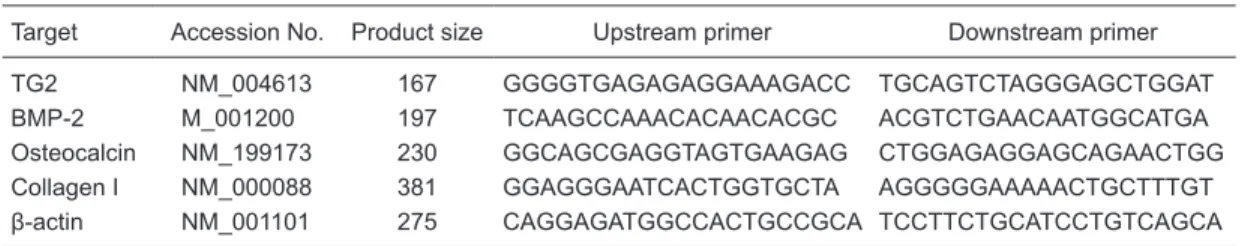Table 1.  Primers for RT-PCR used to detect osteoblast markers and TG2 in SAOS-2.