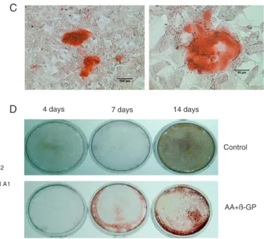 Figure  1.  Differentiation  and  mineralization  of  SAOS-2  cells  cultured  in  osteo-inductive conditioned medium supplemented with AA and β-GP for  14 days
