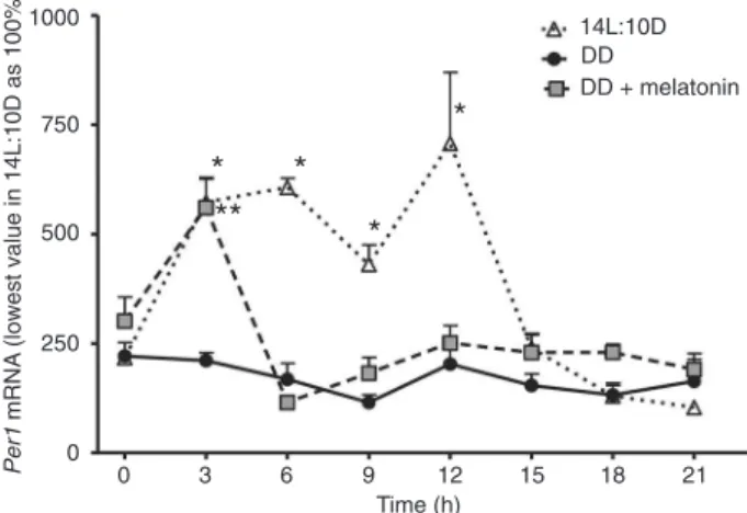 Figure 5. Relative Per2 expression under a 14-h light:10-h dark  (14L:10D)  regime,  constant  darkness  (DD)  or  DD  plus  1.0  nM  melatonin