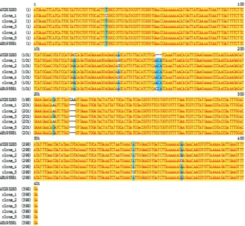 Figure 1. Restriction enzyme analysis of the recombinant plas- plas-mids pMD19-T-Der f 5 by BamHI and XhoI