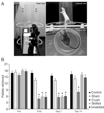 Figure 4. Morphological images of the median and ulnar nerves: 