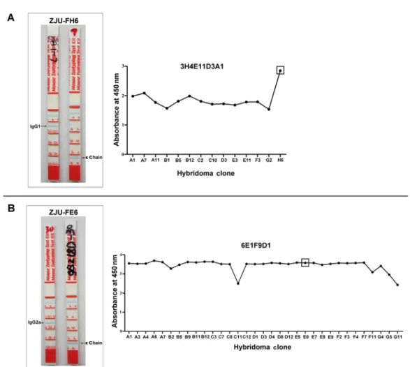 Figure 1. Isotypes and final indirect ELISA screening of mAbs ZJU-FH6 ( A ) and ZJU-FE6 ( B)