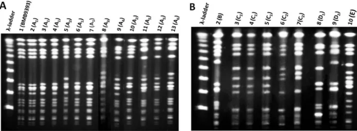 Figure 1.  Pulsed-field gel electrophoresis (PFGE) patterns of  SmaI-digested genomic DNA of MRSA isolates recovered in 1998 and  2008 from a Brazilian tertiary hospital