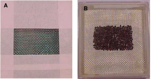 Figura 1. Adaptações feitas na tela de alumínio (A) e distribuição das  sementes usadas no teste de envelhecimento acelerado (B)