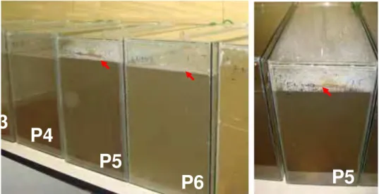 Figura 5: Fotos de águas coletadas, submetidas à aeração, para a realização  dos experimentos com Oreochromis niloticus (coleta de agosto de 2009)