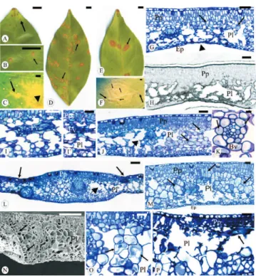 Figura 3. A–F: lesões foliares iniciais (A–C) e avançadas (D–F) causadas pelo CiLV-C em Citrus sinensis (L.) Osbeck 'Pêra'.