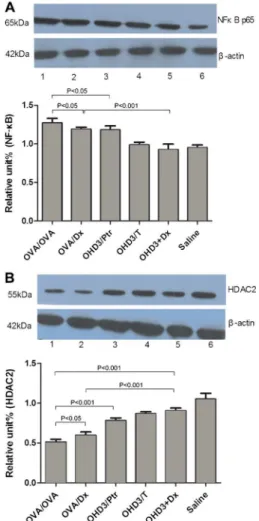 Figure 5. Effect of different treatments on nuclear factor kappa B (NF-kB) p65 and histone deacetylase 2 (HDAC2) protein expression in the lung tissues