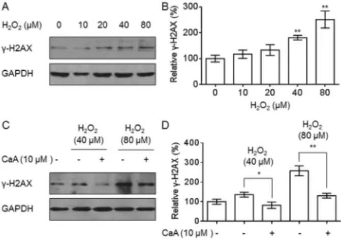 Figure 1. Caffeic acid (CaA) attenuated the H 2 O 2 -induced inhibition of L-02 cell viability