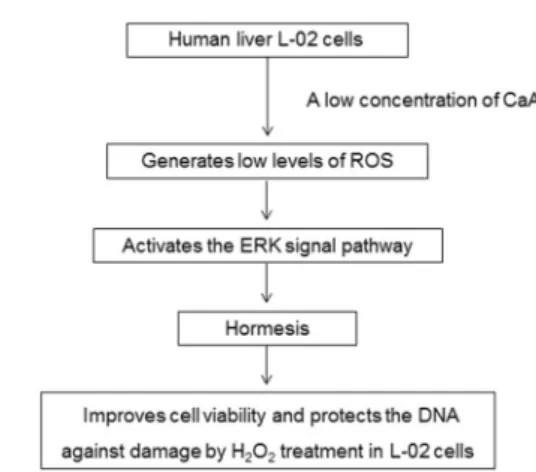 Figure 7. Caffeic acid (CaA)-induced improvement of cell viability and protection against DNA damage: involvement of reactive oxygen species (ROS) and extracellular signal-regulated kinase (ERK) signaling.