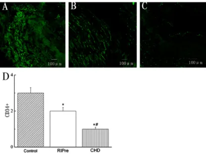 Figure 4. Representative micrographs of immu- immu-nofluorescence staining of arterial CD34 + cells in the A, control group; B, remote ischemic  pre-conditioning (RIPre) group; and C, coronary heart disease (CHD) group