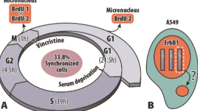Figure 6 summarizes the results and shows the schedule of synchronization and the possibilities of MN formation in mitosis or interphase obtained by BrdU-1 and BrdU-2 assays in the T18 group