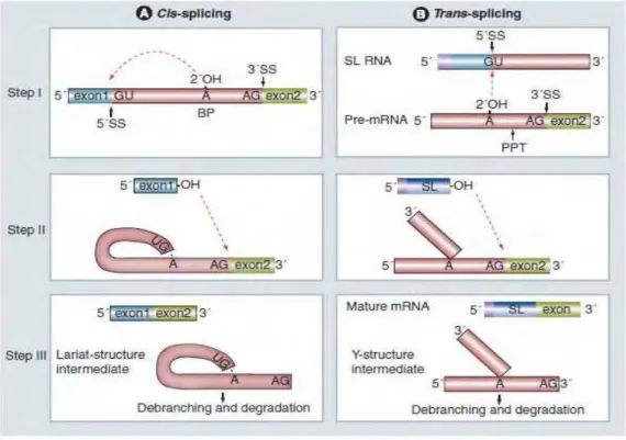 Figura 4. Comparação entre os mecanismos de cis (A) e trans-splicing (B). As duas reações  de transesterificação se mostram na figura