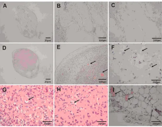 Figure 5. Successful regeneration of the quasi-natural cell block in vivo. H&amp;E staining showed small numbers of the transplanted ADMS cells in the conventional mixture approach as well as a general unhealthy shape of the transplanted cells (A-C)