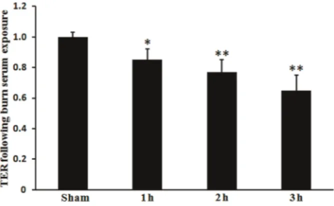 Figure 1. Effect of burn injury on rat lung microvascular endothelial cells (RLMVEC) monolayer permeability