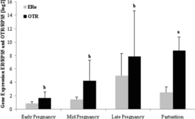 Figure 2. Relative expression of estrogen receptor (ERa) and oxytocin receptor (OTR) in the myometrium during Early (n=11), Mid (n=12) and Late pregnancy (n=12) and Parturition (n=11).