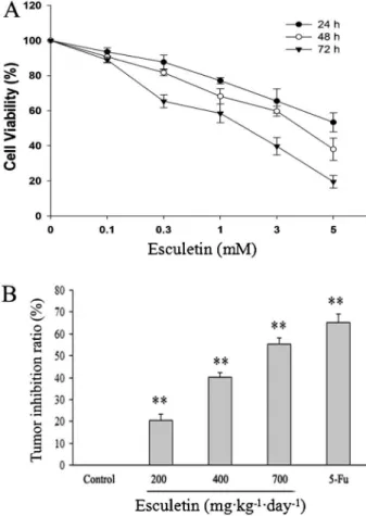 Figure 1. Effect of esculetin on the growth of hepatocellular carcinoma in vivo and in vitro
