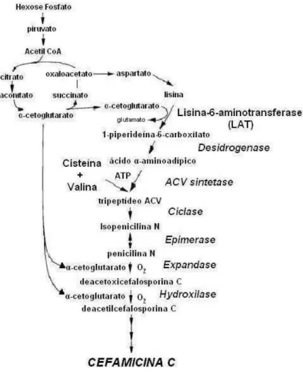 Figura 5 - Via biossintética de Cefamicina C em Streptomyces clavuligerus: L-lisina, cisteína  e  valina  são  os  três  precursores  primários;  α-cetoglutarato  é  usado  como  co-fator  de  três  enzimas da via