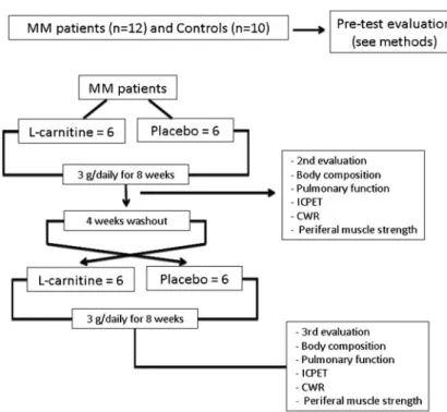 Figure 1. Design of study protocol. MM: