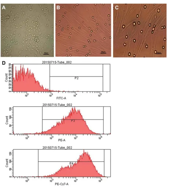 Figure 1. Morphologic change of rat bone marrow mesenchymal stem cells (rBMSCs). A, rBMSCs cultured on day 7; B, rBMSCs treated with 5 ng/mL TGF-b1 on week 4; C, rBMSCs treated with 10 ng/mL TGF-b1 on week 4; D, ﬂ ow cytometry identi ﬁ cation of rBMSCs.