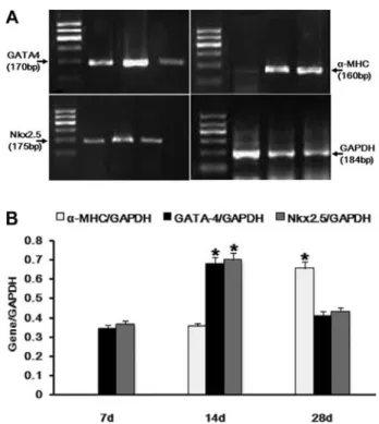 Figure 4. Expression of mRNA for GATA-4, Nkx2.5, a -MHC in rat bone marrow mesenchymal stem cells treated with 5 ng/mL  TGF-b1