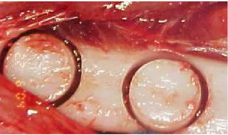 Figura 1:  Osteotomia  obtida  após  o uso de  broca  trefina,  obtendo duas cavidades experimentais