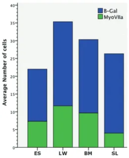 Figure 4. Average number of transplanted mIESsC expressing b-gal and the number of cells expressing b-gal + myosin VIIa in various areas of the scala media
