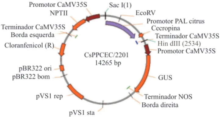 Figura 1. Esquema do vetor binário CsPPCEC/2201, contendo o gene cecropin MB39, dirigido pelo promotor PAL2 de citros, o gene de seleção nptII e o gene repórter GUS, ambos sob controle do promotor CaMV35S.