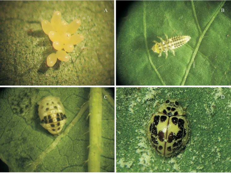 Figura 1. Fases de desenvolvimento de Psyllobora confluens. A: ovos; B: larva; C: pupa; D: adulto.