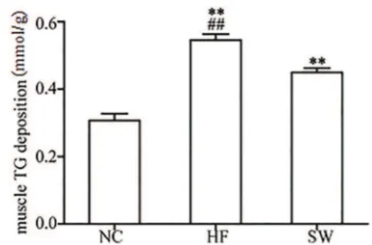 Figure 3. Effects of exercise intervention on the expression of GLUT4 and musclin in isolated hindlimb gastrocnemius muscle of rats from normal control group (NC group), high-fat diet group (HF group) and exercise intervention group (SW group)