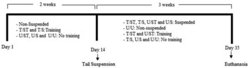 Figure 1. Experimental design. Rats were divided into 5 groups (n=10) as follows: T/ST: