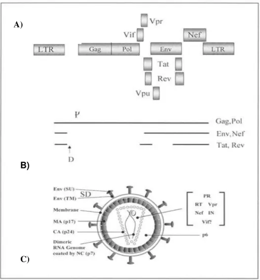 Figura  1.  A).  Diagrama  do  HIV-1  provírus  e  ORFs;  B)  Principais  espécies  de  RNA  transcritos  de  um  Provírus  integrado;  C)  Diagrama  da  partícula  do  virion  maduro  com  proteínas e RNA (LEVER et al., 2004)