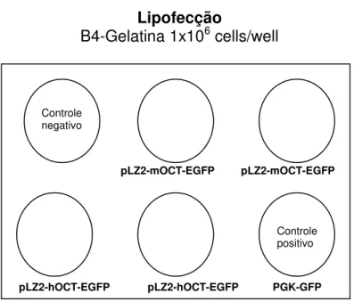 Figura 5. Delineamento da transfecção em CTE de murinos pelos vetores pLZ2-mOCT- pLZ2-mOCT-EGFP e pLZ2-hOCT-EFP