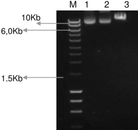 Figura 10.  Eletrofe rograma em gel de agarose a 1% corado com “SYBR-safe® DNA  gel strain” (Invitrogen), demonstrando a digestão resultante do  vetor pLZ2-hOCT-EGFP  (11.040 pb) pela enzima de restrição EcoRV (não digerido) e identificado pela ação da  en