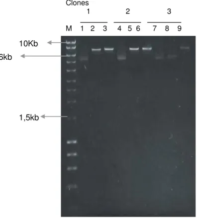 Figura 11.  Eletrofe rograma em gel de agarose a 1% corado com “SYBR-safe® DNA  gel  strain”  (Invitrogen),  demonstrando  a  digestão  dos  três  clones  positivos  (1,  2  e  3)  resultantes do  vetor pLZ2-linker-EGFP (7.088 pb) pelas enzimas de restriçã