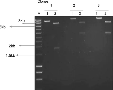 Figura 13.  Eletroferograma em gel de agarose a 1% corado com “SYBR-safe® DNA  gel strain” (Invitrogen), demonstrando avaliação do clone 1 para o vetor  pLZ2-ecOCT-EGFP  (meq);  e  dos  clones  2  e  3  para  o  vetor  pLZ2-ecOCT-pLZ2-ecOCT-EGFP  (heq)