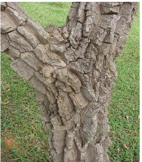 Figura 02 -  Fotografia do caule do arbusto de S. adstringens,  com casca rugosa e descamante
