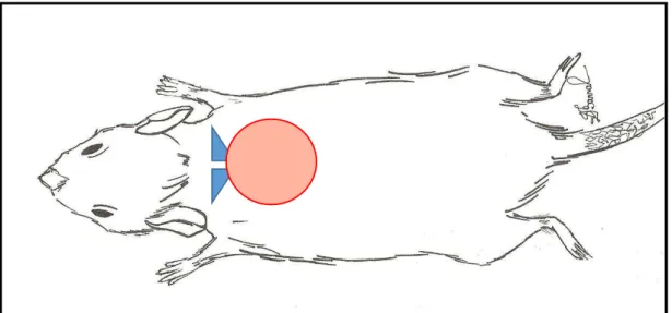 Figura 04 -  Esquema gráfico representando a  ferida cutânea posicionada no  dorso  do  rato,  de  modo  que  o  perímetro  da  circunferência  tangenciasse  os  ângulos inferiores das escápulas do animal
