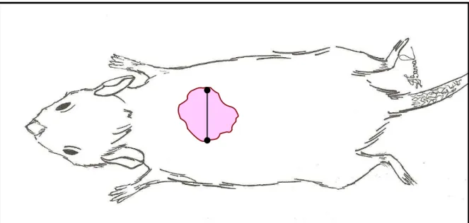 Figura  10  -  Esquema  gráfico  representado  a  divisão  da  ferida  cutânea  em  dois  hemisférios:  superior  e  inferior,  a  partir  de  uma  linha  imaginária