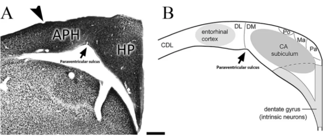 Figure 7. Hypothetical hippocampal homologies of birds and mammals. Left: section of the hippocampal formation of Actitis macularia immunolabeled for NeuN