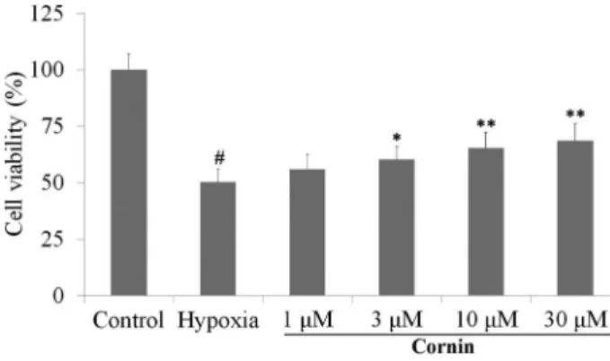 Figure 1. Protective effect of cornin against hypoxia-induced cytotoxicity in H9c2 cells