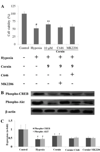 Figure 2. Effects of cornin on expression of phospho-CREB and phospho-Akt in  hypoxia-stimulated H9c2 cells