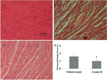 Figure 4. Effects of cornin on expression of phospho-CREB and phospho-Akt after ischemia and reperfusion (I/R)