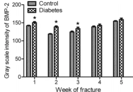 Figure 5. Gray scale intensity of bone morphogenetic protein-2 (BMP-2) in the two groups