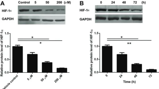 Figure 1. A, Expression of hypoxia inducible factor-1a (HIF-1a) mRNA determined by RT-qPCR